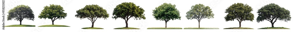 Poster With clipping path on transparent picture background, with alpha channel on black picture background, single tree with clipping path on transparent picture background