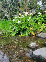 Countryside River, Japan 