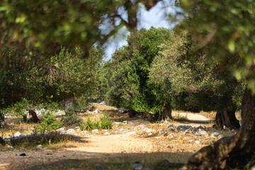 Olive grove 