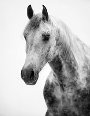 Elegant White Speckled Stallion in Black and White: Majestic Horse Portrait on White Background