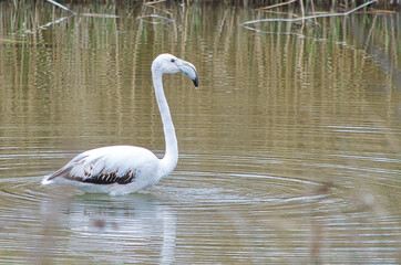 flamenco blanco joven paseando por el rio