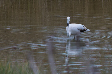 flamenco blanco joven paseando por el rio