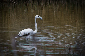 flamenco blanco joven paseando por el rio