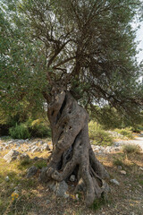 Olive tree