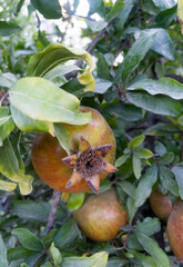 Unripe pomegranate fruits on a tree among green leaves on branches. The concept of agriculture. Green fruits. Amazing nature. Vertical orientation. Selective focus.