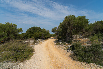 Path in Olive Grove Croatia, Lun