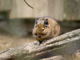 Gewöhnlicher Degu
