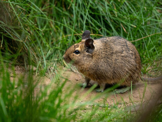 Gewöhnlicher Degu
