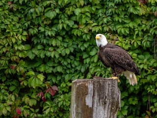 Adler