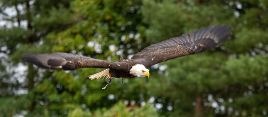 Adler