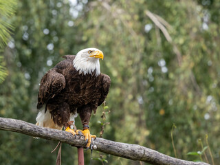 Adler