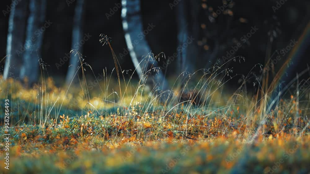 Poster a close-up view of a forest floor bathed in sunlight with colourful undergrowth and wispy grasses. p