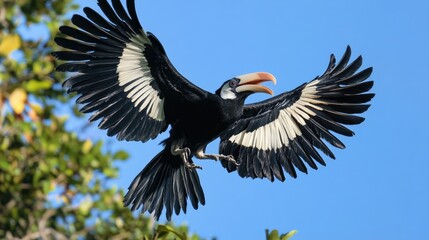 Fototapeta premium An Oriental Pied Hornbill in flight, its black wings spread wide and its white underparts contrasting sharply with the blue sky.