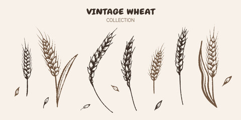 Vintage sketch collection of wheat in a black-and-white illustration. Showcasing cereal plants in a retro style, organic agriculture. Ideal as a design element or pattern for bakery. Not AI.