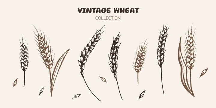 Vintage sketch collection of wheat in a black-and-white illustration. Showcasing cereal plants in a retro style, organic agriculture. Ideal as a design element or pattern for bakery. Not AI.