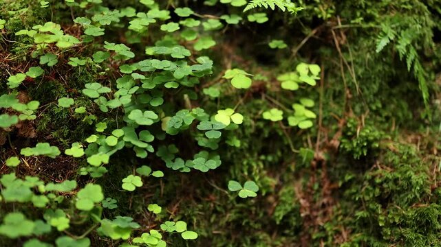 Lush Greenery in The Hermitage
