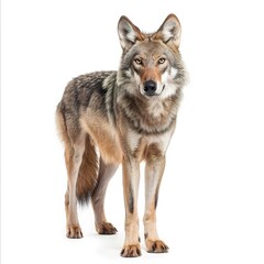 Fototapeta premium wolf isolated on white