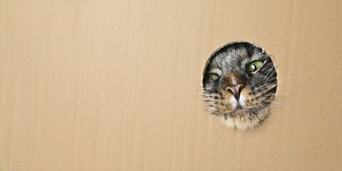 Funny Maine coon cat sticks head through a hole in a cardboard box. Panoramic image with copy...