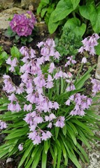 pink flowers in the garden