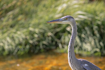Grey heron (Ardea cinerea) patiently standing on a grassy bank near a still waterway