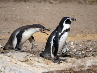 Obraz premium Pinguin