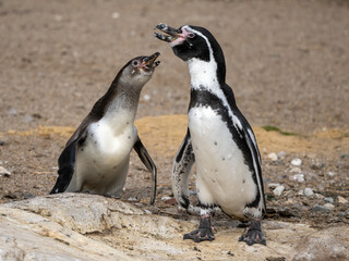 Naklejka premium Pinguin