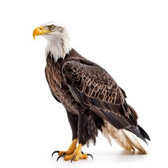 Obraz premium american bald eagle