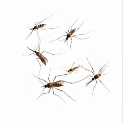 Flying mosquitoes isolated isolated on white background 