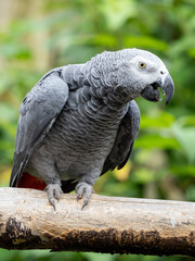 Graupapagei