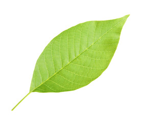 Obraz premium Green leaf of walnut tree isolated on white