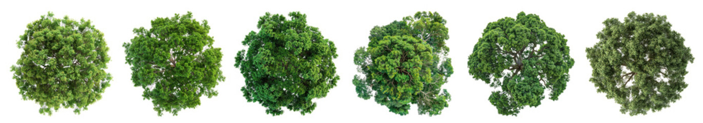 Fototapeta premium Top view tree png cut out element set