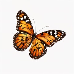 butterfly isolated on transparent PNG background