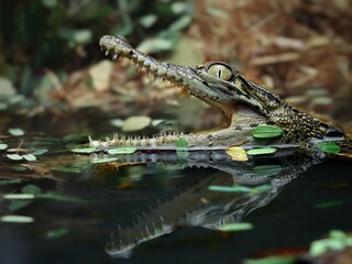 potrait crocodile that stretches its mouth to warm its body temperature, 04 September 2024 Indonesia
