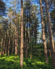 Fototapeta premium Pine Forest in the Spring