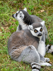 Katta