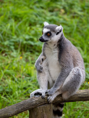 Katta