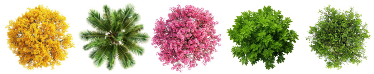 Fototapeta premium Top view of tree png cut out element set