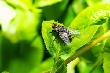 fly on leaf