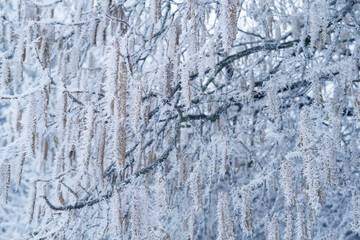 beautiful crystal frost on foliage and tree branches, frosty morning, winter weather concept, beauty of nature, background for wallpaper