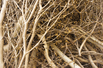 A dry pile used for firewood