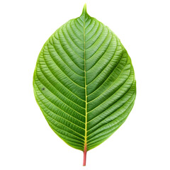 Obraz premium fresh mitragyna speciosa leaf or kratom tree studio isolated on transparent background