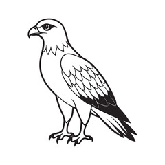 Harrier bird line art vector silhouette with white Background