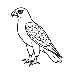 Harrier bird line art vector silhouette with white Background