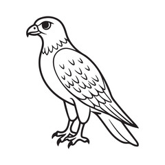Harrier bird line art vector silhouette with white Background
