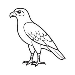 Harrier bird line art vector silhouette with white Background