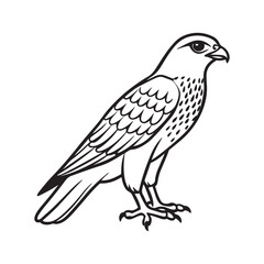 Harrier bird line art vector silhouette with white Background