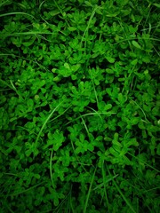 Green leaves background