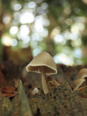 mushroom in the forest