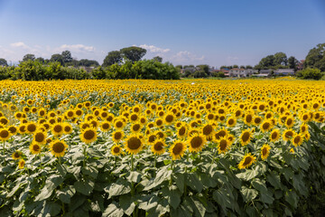 北杜市明野サンフラワーフェス