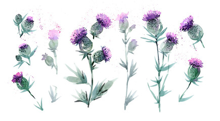 A set of summer wildflowers growing in a field on a white background. Pink isolated thistle flowers, thorns, watercolor illustrations set